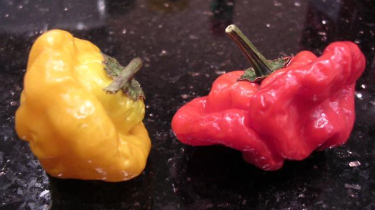 Scotch-Bonnets zählen neben Habaneros und der indischen Bhut Jolokia zu den schärfsten Chilis der Welt.