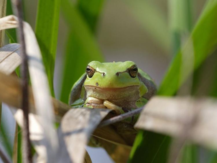 Nicht nur die großen Tiere lohnen einen genauen Blick: Der Moorfrosch fühlt sich im Wildtierland genauso wohl wie der Laubfrosch hier im Bild (Hyla arborea).