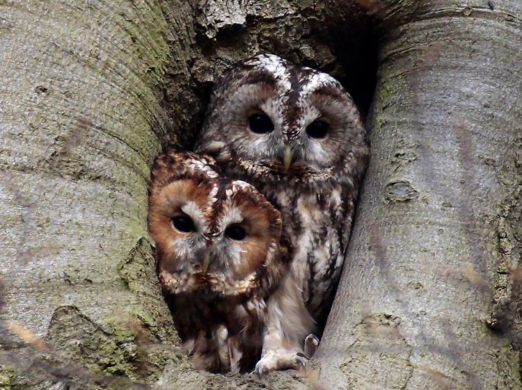 Der Waldkauz gehört zu den ungewöhnlichen Bewohnern des Wildtierlandes in der Uckermark.