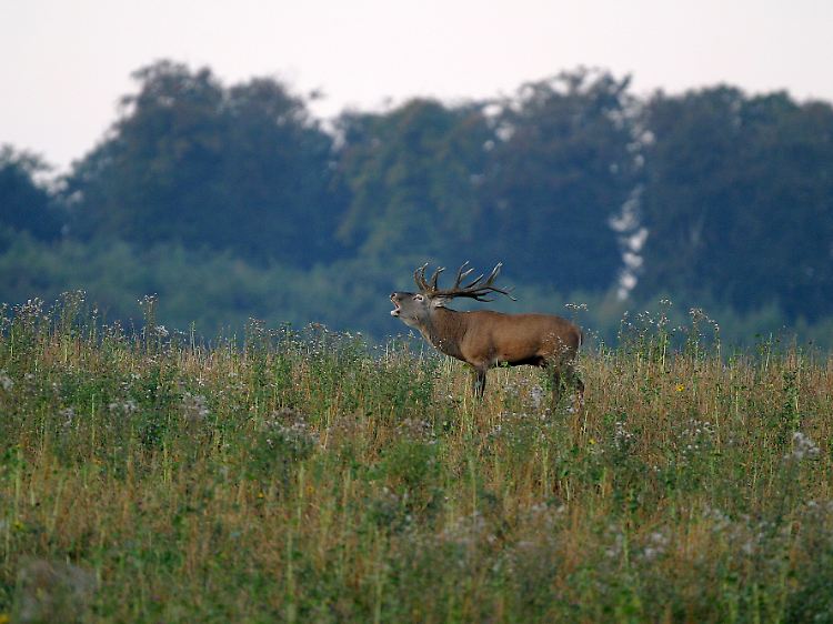 Besucher im Wildtierland hören ihn schon von Weitem - mit etwas Glück sind die röhrenden Hirsche im Herbst aber auch zu sehen.