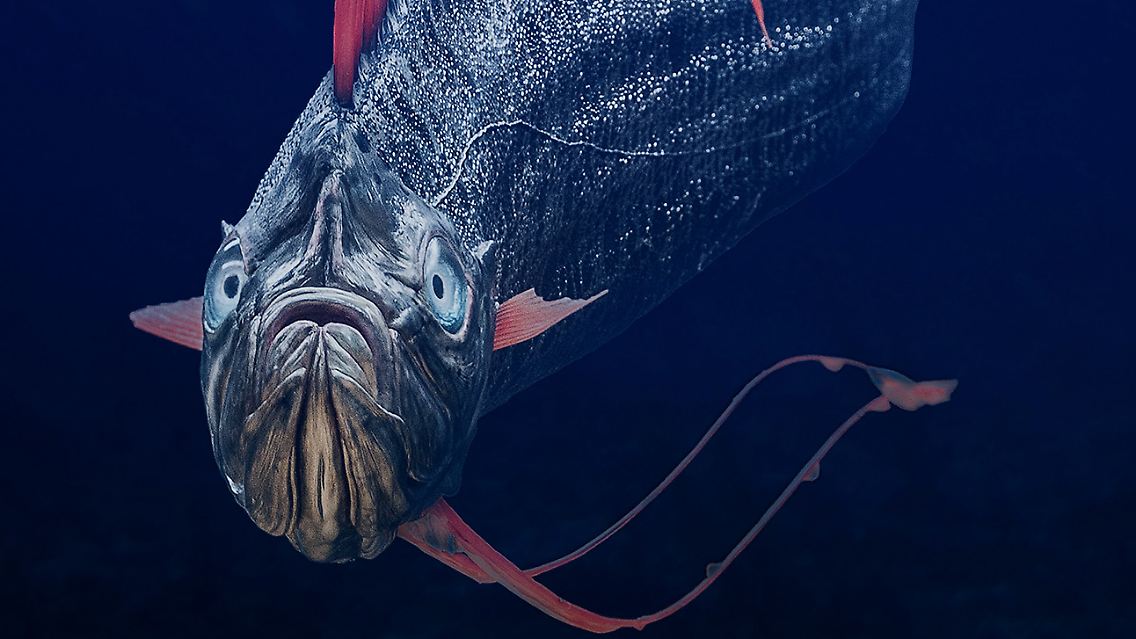 05_Tier_Riemenfisch(c)Steinweg,LWL.jpg