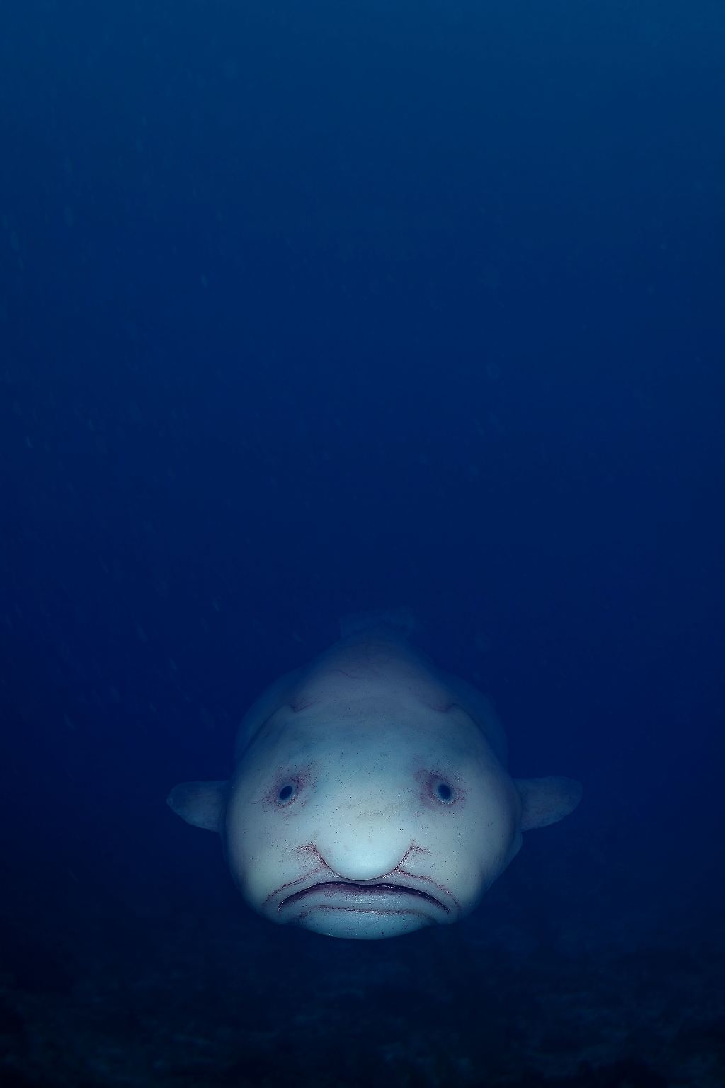 Kennen Sie diesen Fisch? 2013 wurde er zum hässlichsten Tier des Jahres gekürt, aber auch das zauberte dem Blobfisch kein Lächeln ins Gesicht. Wofür auch? Es sieht ihn ja niemand. Der Blobfisch lebt in der Dunkelheit der Ozeane, er taucht bis zu 1200 Meter hinab und vergräbt sich dann im Meeresboden. 