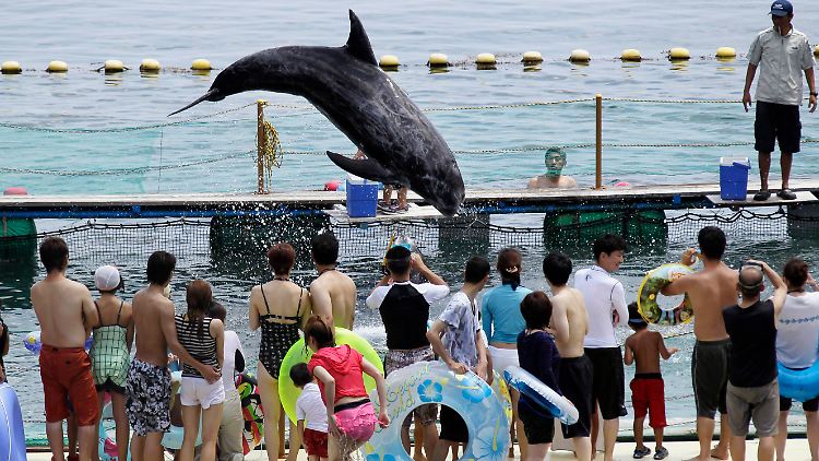 Delfine in japanischen Aquarien sollen künftig nicht mehr aus Taiji kommen.