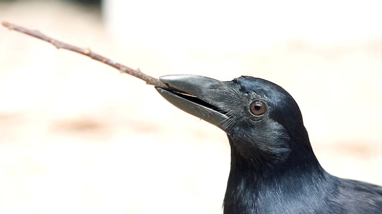 Eine Krähe mit einem Stöckchen im Schnabel. 