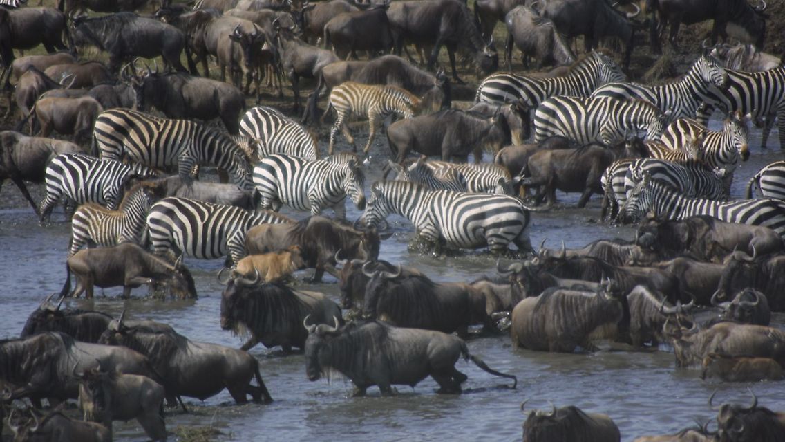 Die "große Wanderung" der Gnus und Zebras ist ein beeindruckendes Naturspektakel, ...