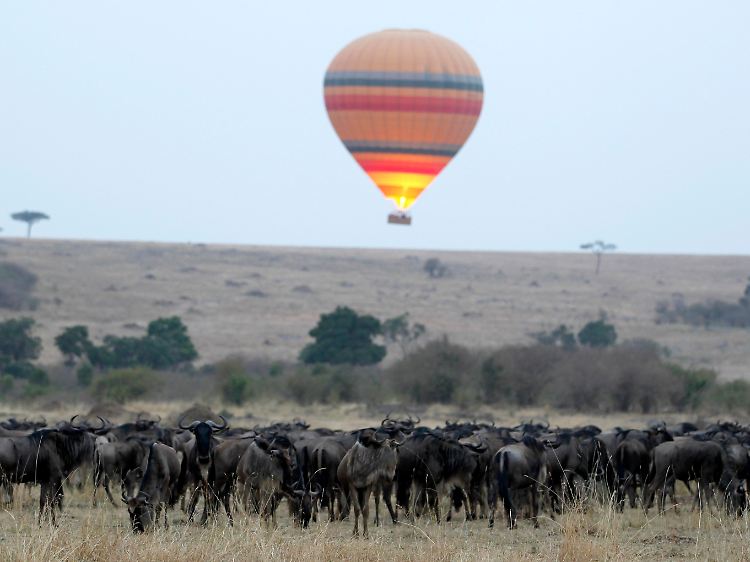 Der Traum eines Afrika-Touristen - das Schauspiel aus der Luft zu betrachten: Heißluftballon über einer Herde von Streifengnus ...
