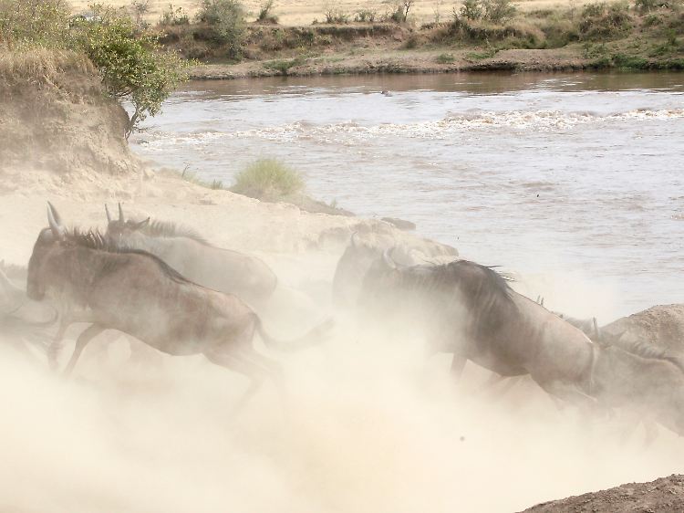 ... bei ihrer Wanderung durch das Naturschutzgebiet Masai Mara. Von September bis November ziehen Herden aus der Serengeti durch Masai Mara.