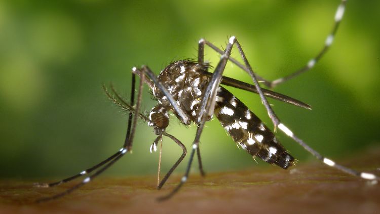 Siedeln sich bereits in Süddeutschland an: wärmeliebende Insekten wie die Tigermücke. Sie können unter Umständen Malaria oder das Dengue-Fieber übertragen.
