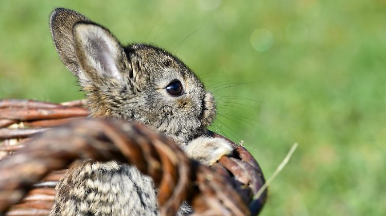 Der Tod der Hasen beschäftigt nun die Behörden.