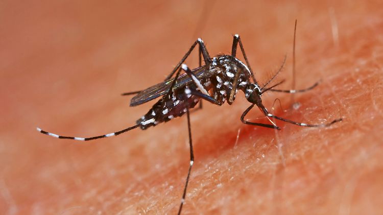 Das Chikungunya-Fieber  wird von Stechmücken übertragen.
