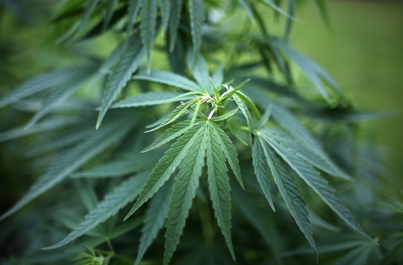 Marihuana ist eine Droge. An manchen Orten ist sie legal, an den meisten noch nicht. Mal abgesehen von Alkohol, Zigaretten oder Kaffee ist es das Rauschmittel, zu dem die meisten Menschen greifen oder jedenfalls mal gegriffen haben - auch viele Prominente.