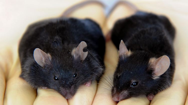 Eine normale Maus mit 23 Gramm (r) sitzt neben einer dicken Maus mit 49,4 Gramm bei einer Untersuchung an der Universität Leipzig.