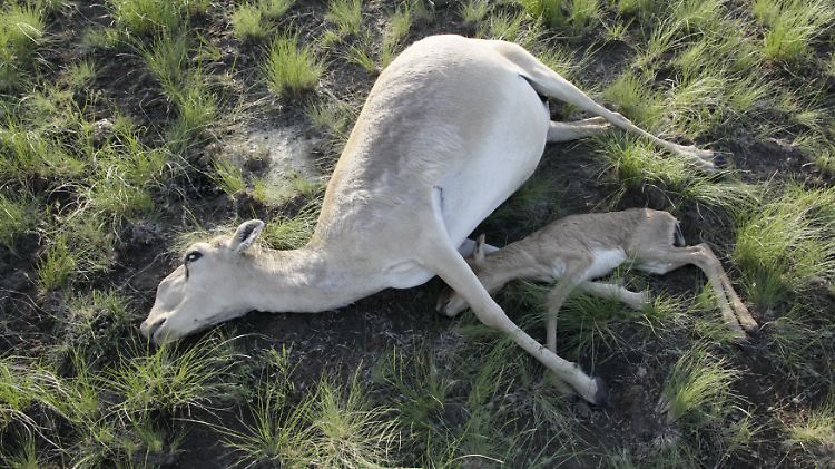 Bisher sind 120.000 Saiga-Antilopen gestorben.