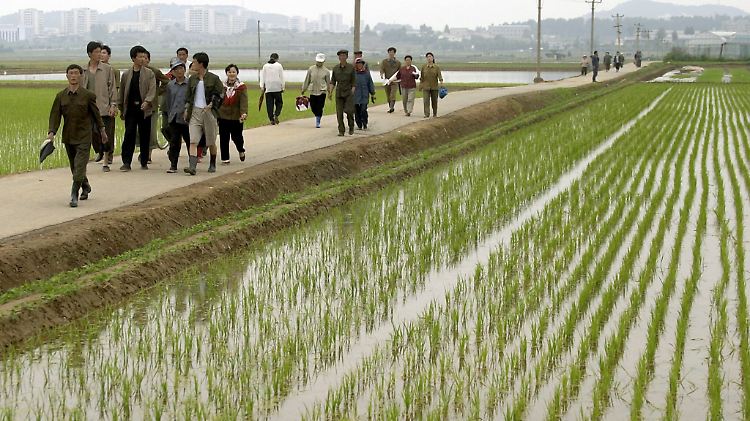 So sehen die Felder in Nordkorea derzeit nicht aus. Seit Monaten fehlt der Regen.