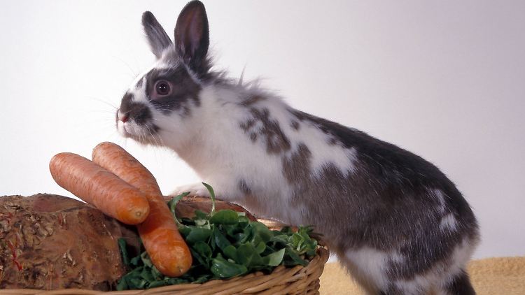 Schmecken gut, tun gut: Auch Kaninchen lieben Möhren.