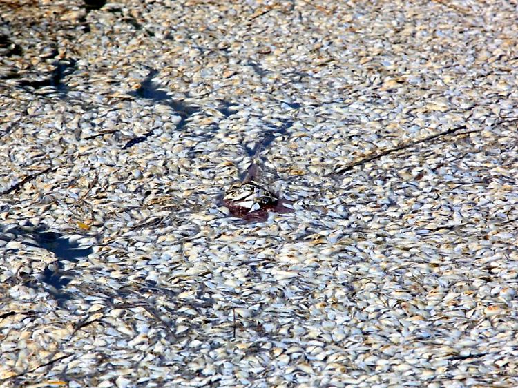 Tote Fische treiben im Gebiet, das von der Ölpest verseucht wurde.
