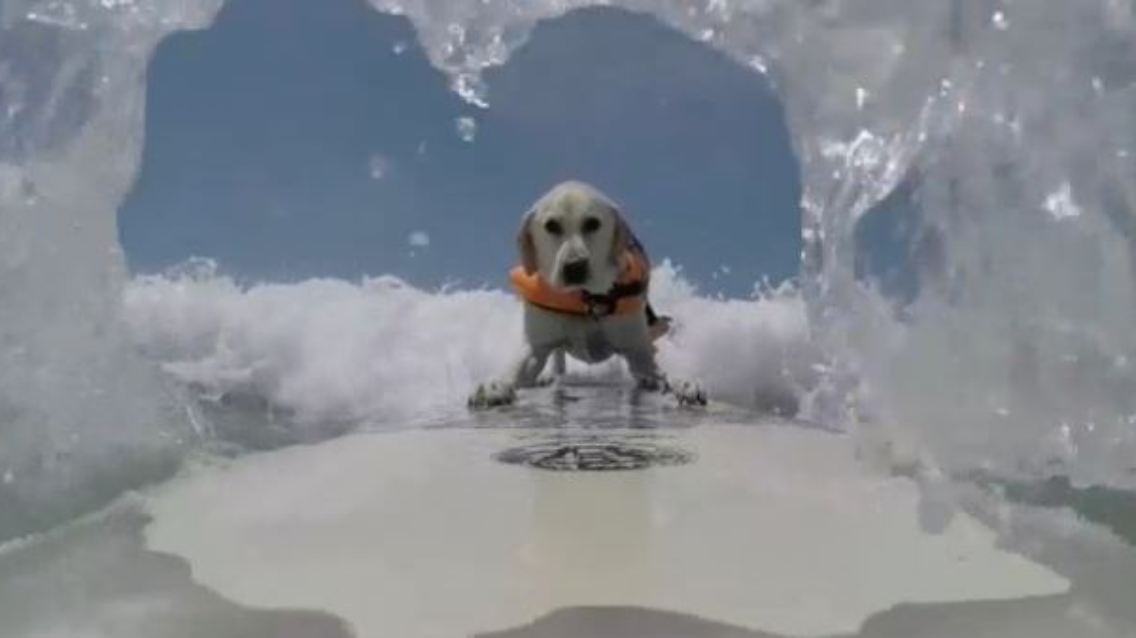 hund3.JPG