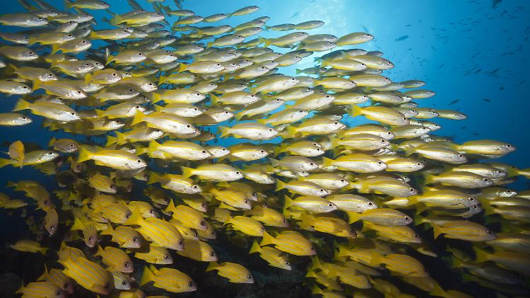 Tödliche Falle: Nicht nur Seevögel, auch Fische lockt der Geruch von Plastik im Wasser an.