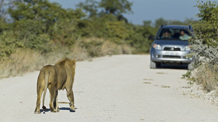 Im gleichen Wildpark werden in kürzester Zeit zwei Touristen von Löwen angegriffen weil sie die Vorschriften nicht beachten.