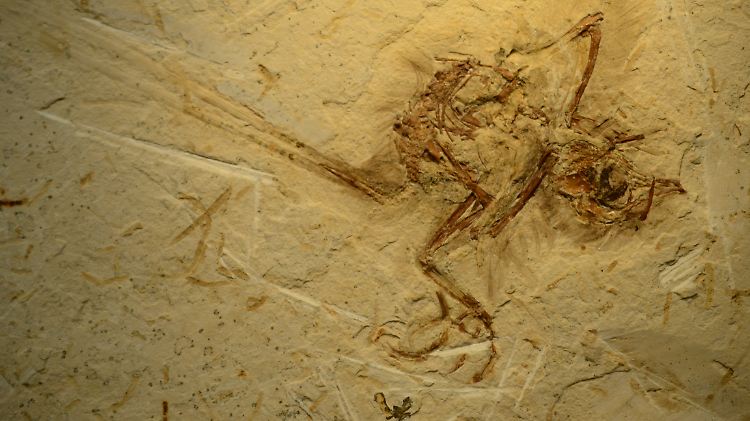 Das gut erhaltene Fossil lässt den langen Schwanz des Tieres erkennen.