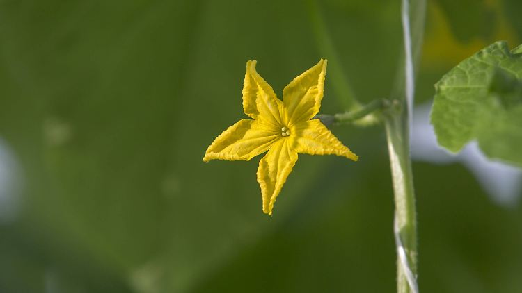 Aus so einer zarten Blüte wird eine dicke Gurke.