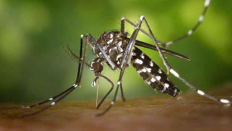 Die Tigermücke ist einer der Überträger des Dengue-Fiebers. Gegen sie hilft nur Gift.