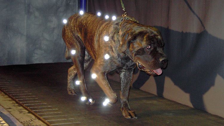 Die Proportionen der Gliedmaßen von Hunden sind stets gleich - egal bei welcher Rasse.