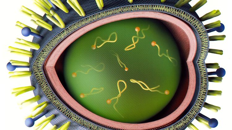 Besonders kleine Viren, wie das Grippe-Virus oder Polio-Viren erkannte das Verfahren nicht (Bild: Computer-Simulation eines Grippe-Erregers).