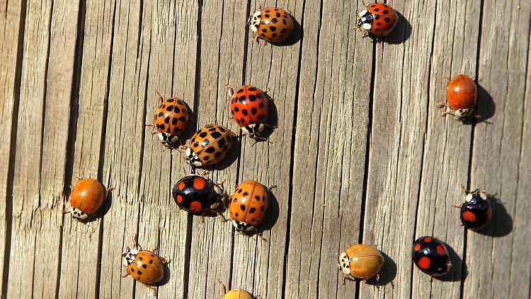 Asiatische Marienkäfer (Harmonia axyridis) in Ungarn. Die Art wird auch als Vielfarbiger Marienkäfer oder Harlekin-Marienkäfer bezeichnet, ursprünglich kommt sie aus Asien.