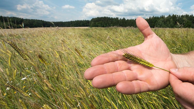 Urweizensorten wie das Einkorn sind so wieder gefragt.