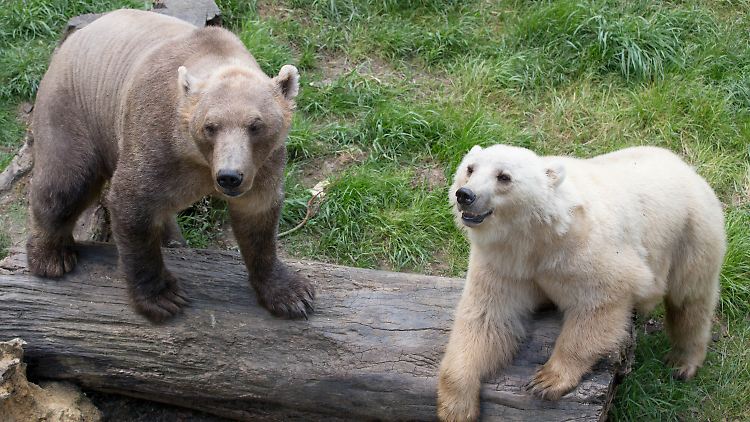 Die Mischbären (Hybridbären) Tips (hell) und ihr Bruder Taps im Zoo in Osnabrück.
