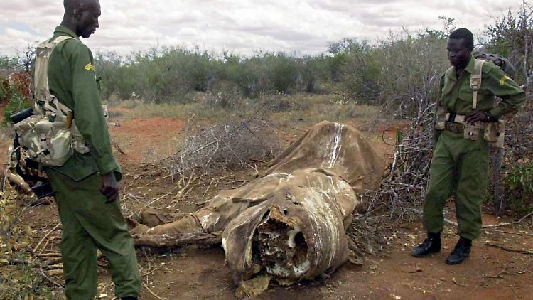 Parkranger untersuchen im Tsavo Nationalpark in Kenia einen Tatort, an dem zehn Elefanten von Wilderern wegen ihrer Stoßzähne abgeschlachtet wurden. (Archivbild)