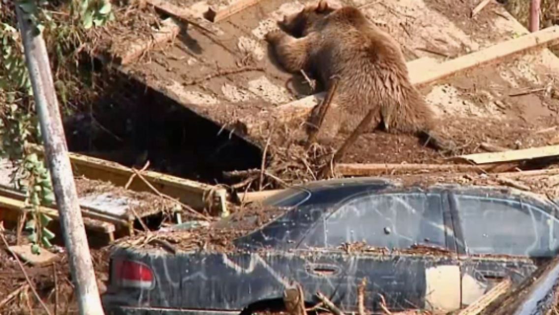 Tiflis_Unwetter_Zootiere_Ba.jpg