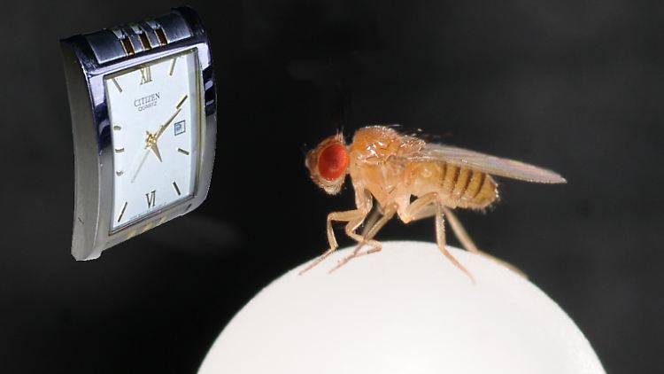 Fruchtfliegen können unter bestimmten Umständen ein Zeitgedächtnis entwickeln.