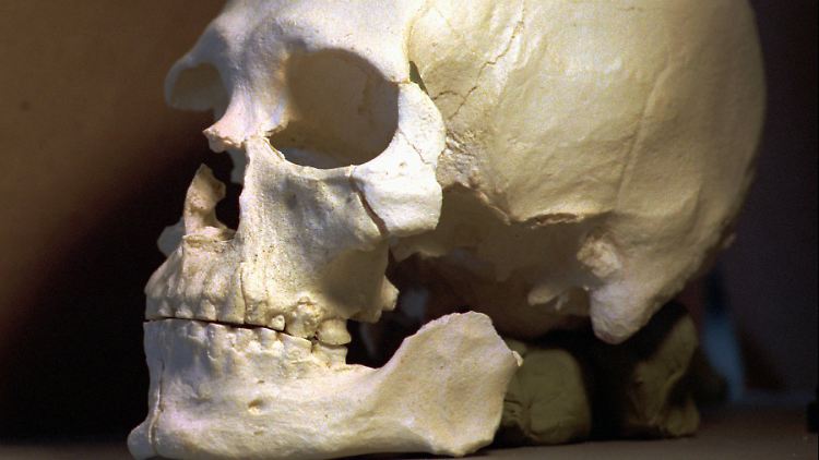 Um die Herkunft des Skeletts, das 1996 nahe der Stadt Kennewick entdeckt worden war, wird seit Jahren erbittert gestritten.