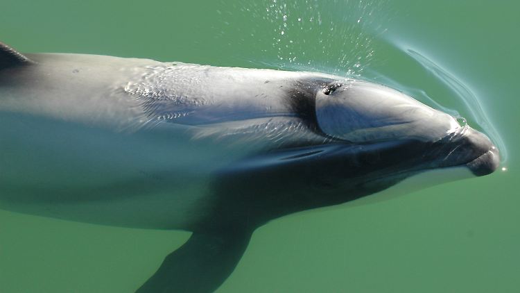 Sehr seltener Anblick: Ein Maui-Delfin in den Gewässern vor Neuseeland.