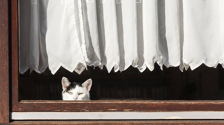 Ein Katzenbiss war der Auslöser für die gewalttätige Auseinandersetzung.