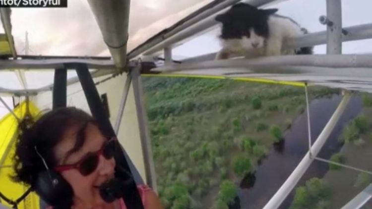 Katze_Blinder-Passagier.jpg