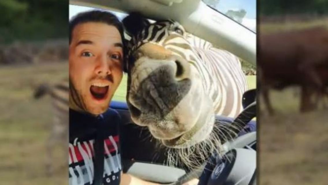 zebra2.JPG