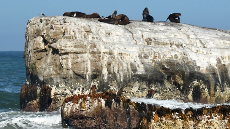 Knapp zwei Meter ging es mit der Isla Santa María beim Erdbeben 2010 nach oben. Die Muschelränder zeugen davon.