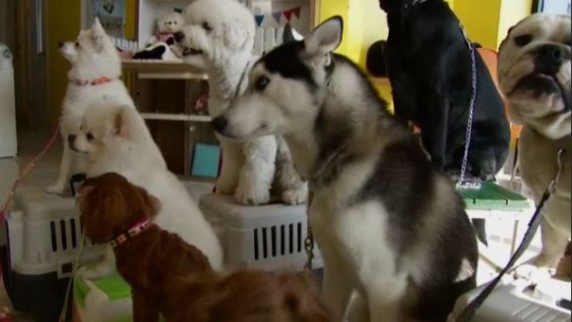 hundeschule1.JPG