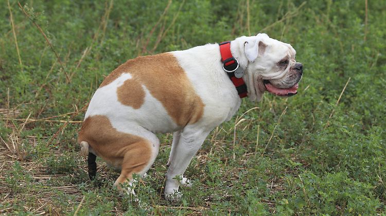 Eine Datenbank für Hunde könnte eine Lösung für das Kot-Problem sein.