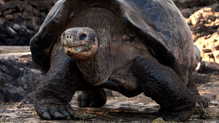 Die Wissenschaftler wollen den Einfluss der Schildkröten auf das Ökosystem der Galapagos-Inseln untersuchen.