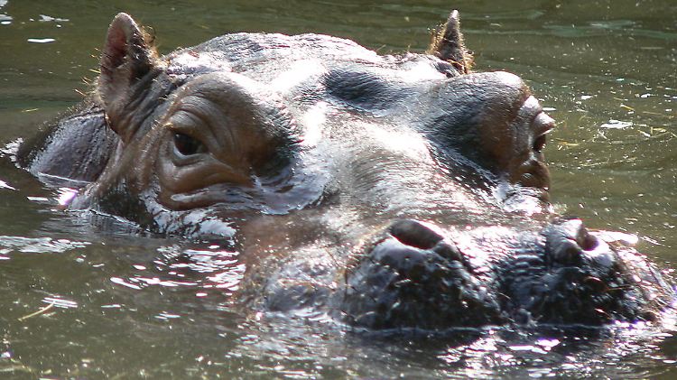 Auch wenn sie sich viel im Wasser aufhalten: Flusspferde sind keine guten Schwimmer.