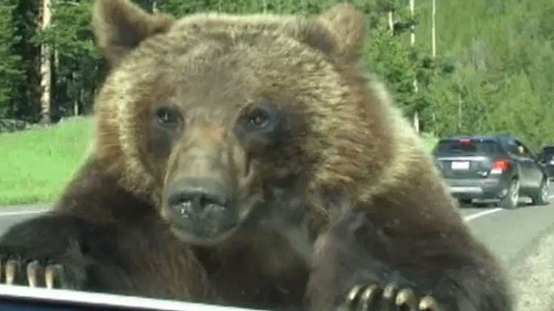 bär1.JPG