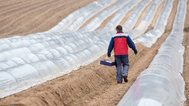 Polnischer Erntehelfer beim Spargelstechen in Schleswig-Holstein.