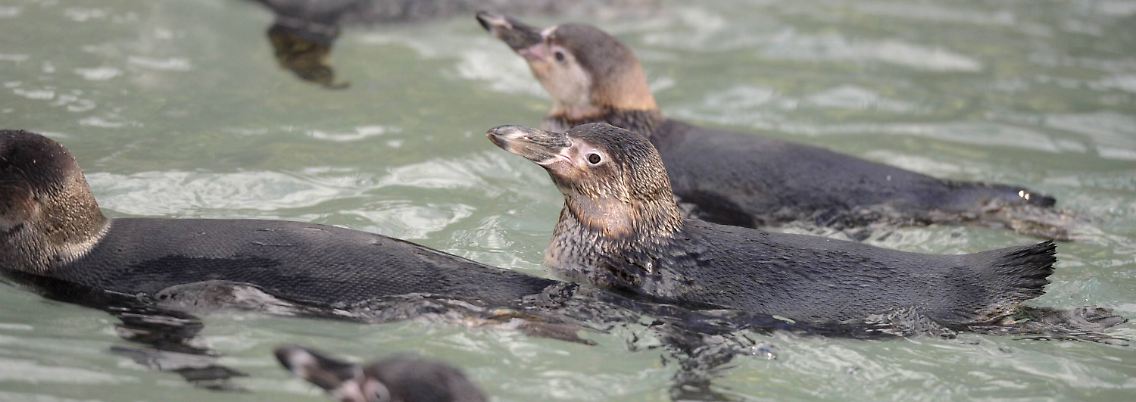 Humboldt-Pinguine