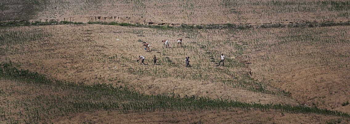 Arbeiter auf einem vertrockneten Feld in Nordkorea.