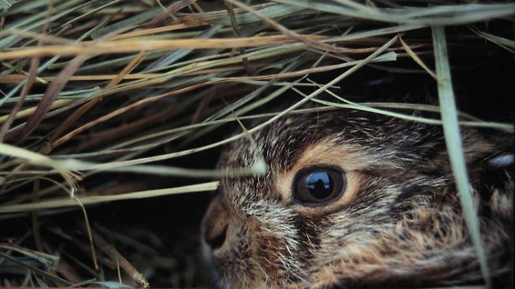 Jungtier eines Europäischen Feldhasen. Im Unterschied zu Kaninchen werden Feldhasen nach 42 Tagen als Nestflüchter geboren. 