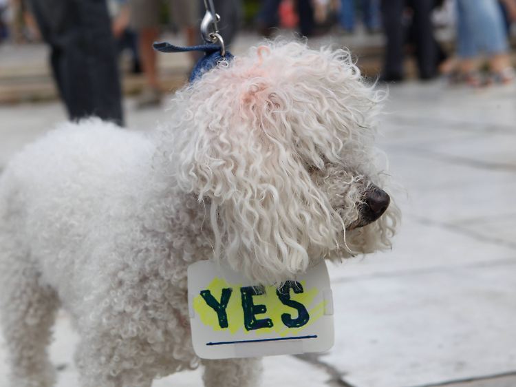 Demonstrierender Hund in Athen: Nicht alle wollen der Wahlempfehlung von Varoufakis folgen.